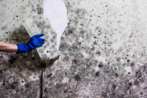 Best DIY Mold Remediation Support Services in Hallam, PA